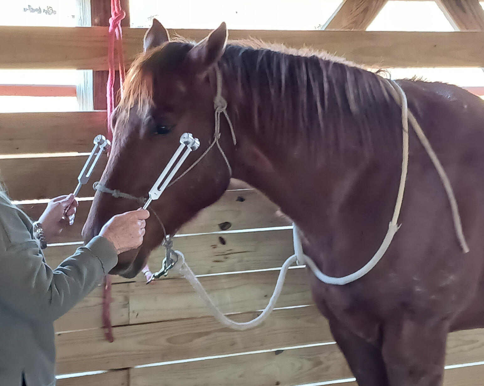 EQUINE THERAPY